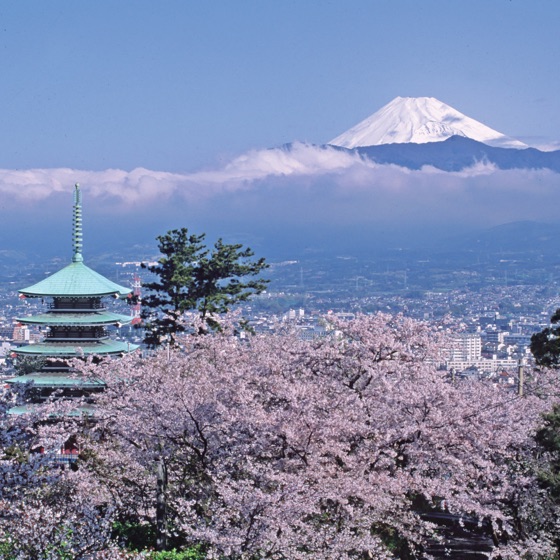 富士山と香貫桜